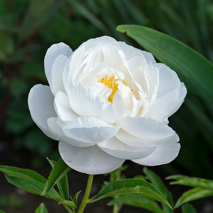 Peony 'Moonstone'