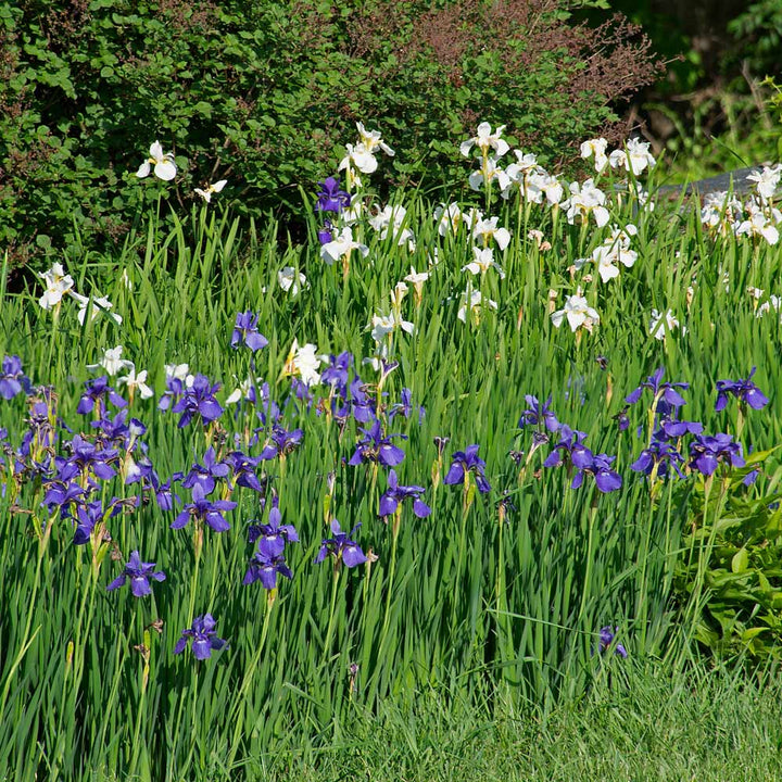 Wings Over Water Siberian Iris Collection