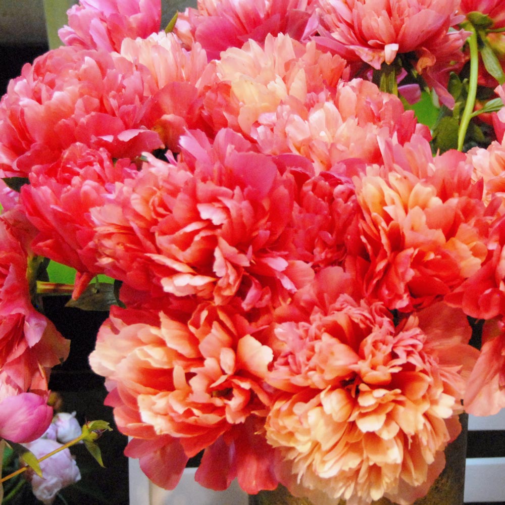 Peony 'Lorelei'