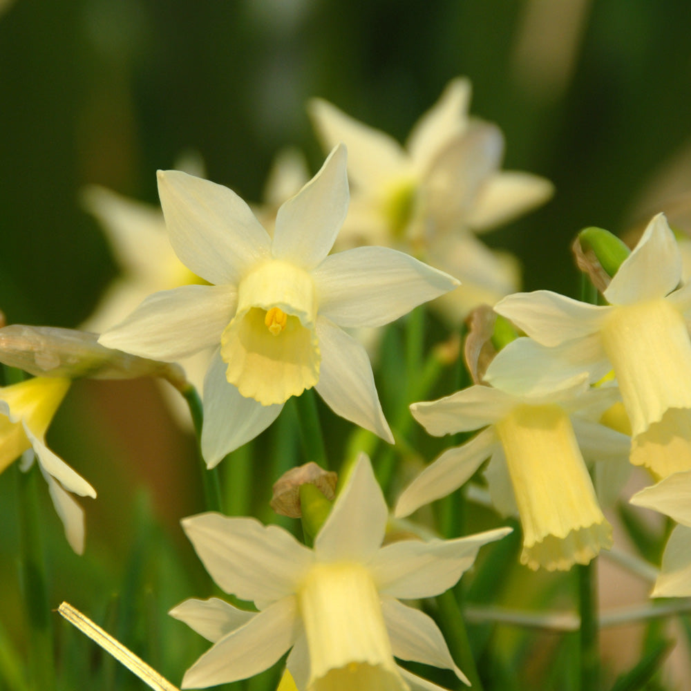 Award-Winning Miniature Daffodils