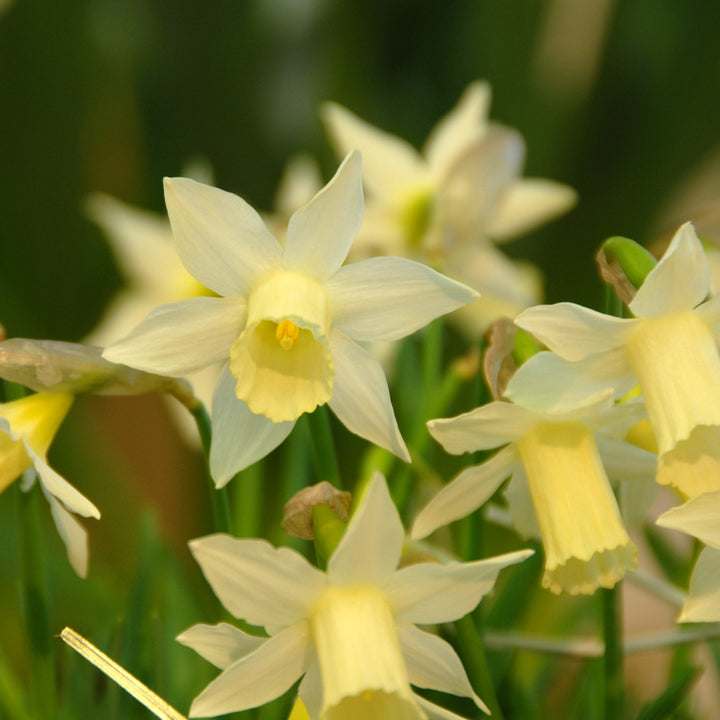 Award-Winning Miniature Daffodils