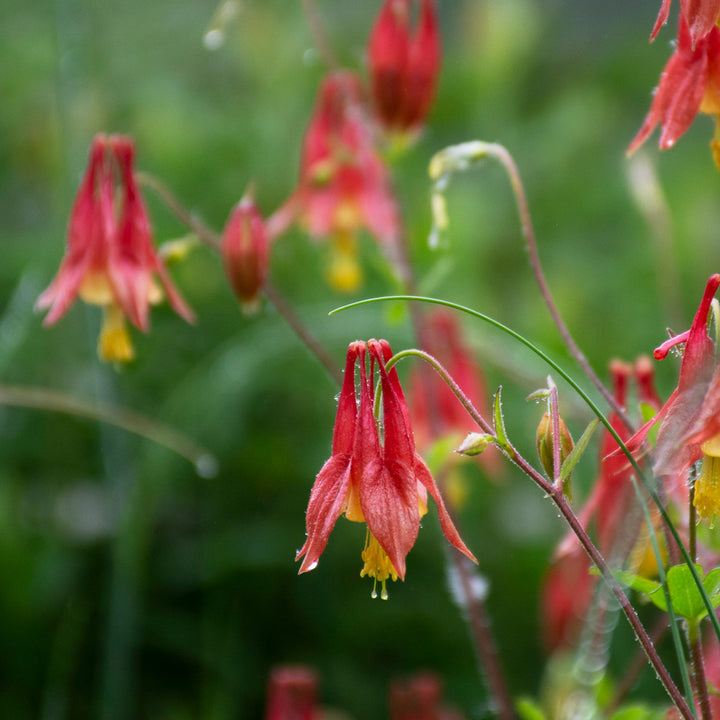 Aquilegia canadensis, tray of 32 plugs