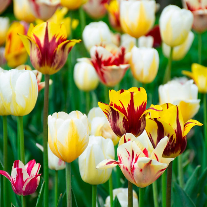 Rembrandt Tulip Mix