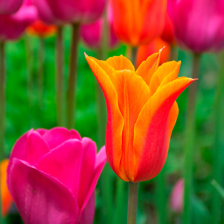 Tulip 'Ballerina'