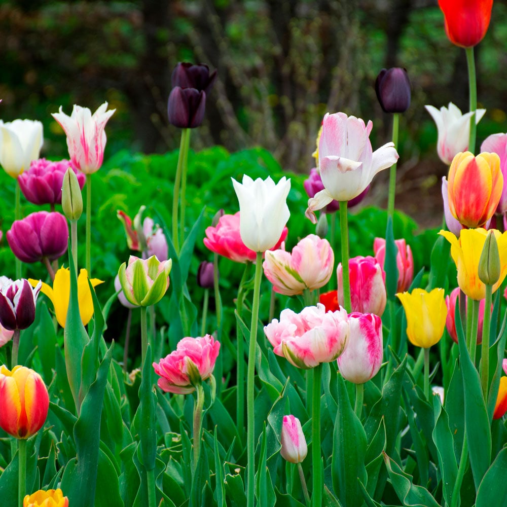 Painter's Palette Tulip Mix