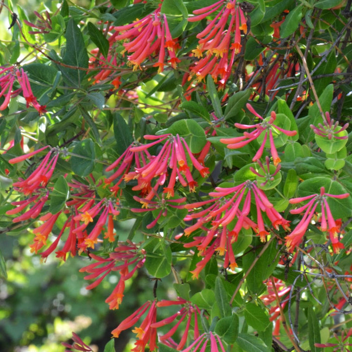 Lonicera sempervirens 'Major Wheeler'
