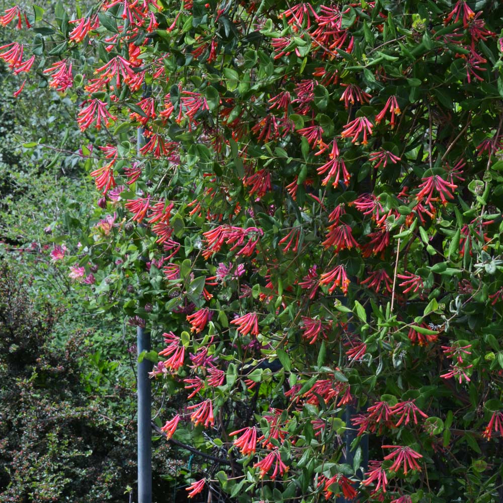 Lonicera sempervirens 'Major Wheeler'