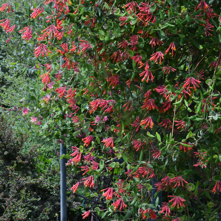Lonicera sempervirens 'Major Wheeler'