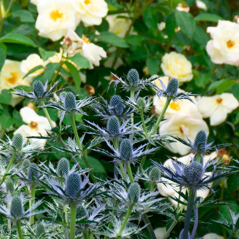 Eryngium 'Big Blue'