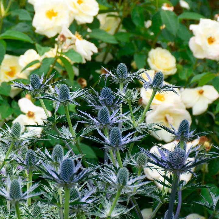 Eryngium 'Big Blue'