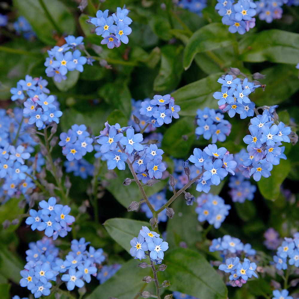 Springtime Sizzle Hyacinth, Forget-me-not & Sedum Collection