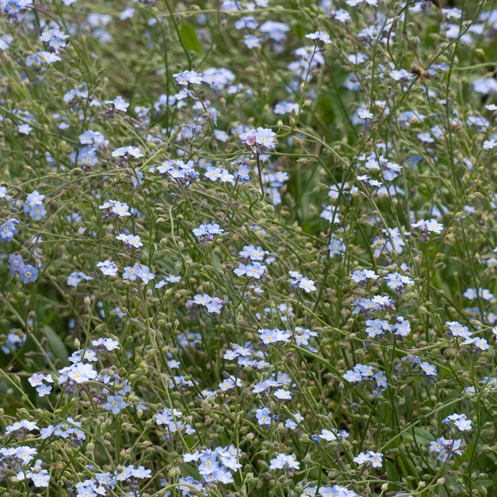 Myosotis sylvatica
