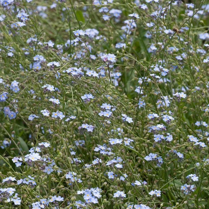 Myosotis sylvatica