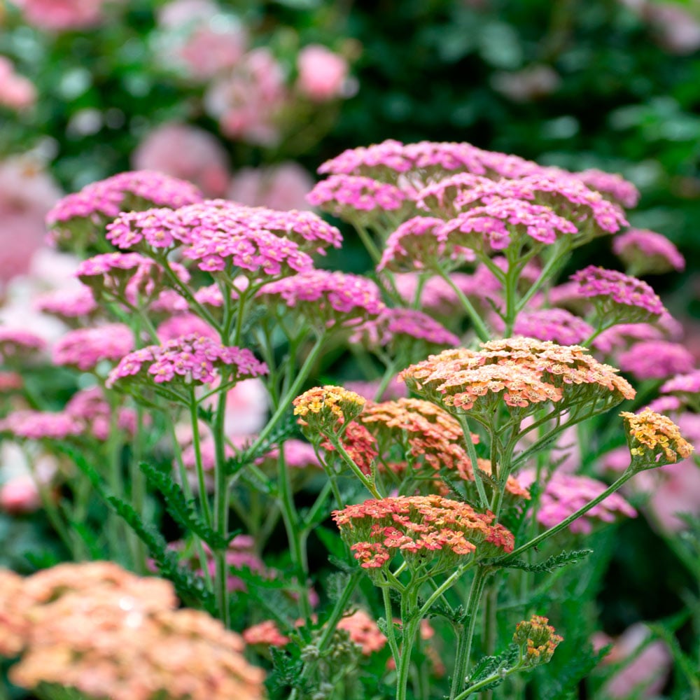 Achillea millefolium Colorado Mix