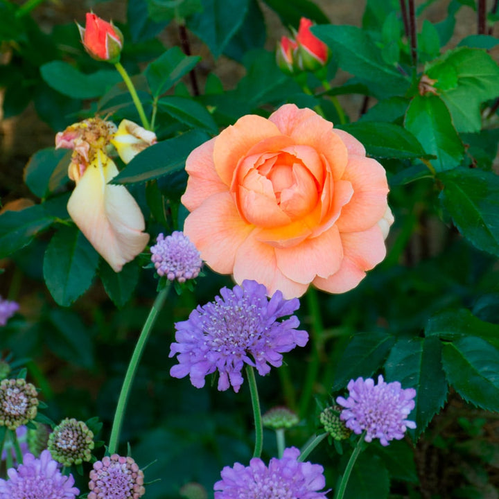 Rose At Last®