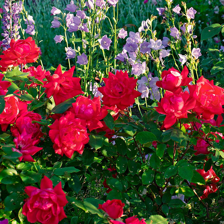 Rose Double Knock Out®