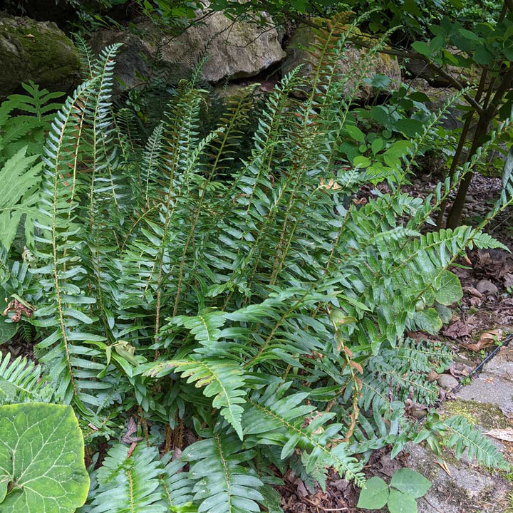 Polystichum acrostichoides