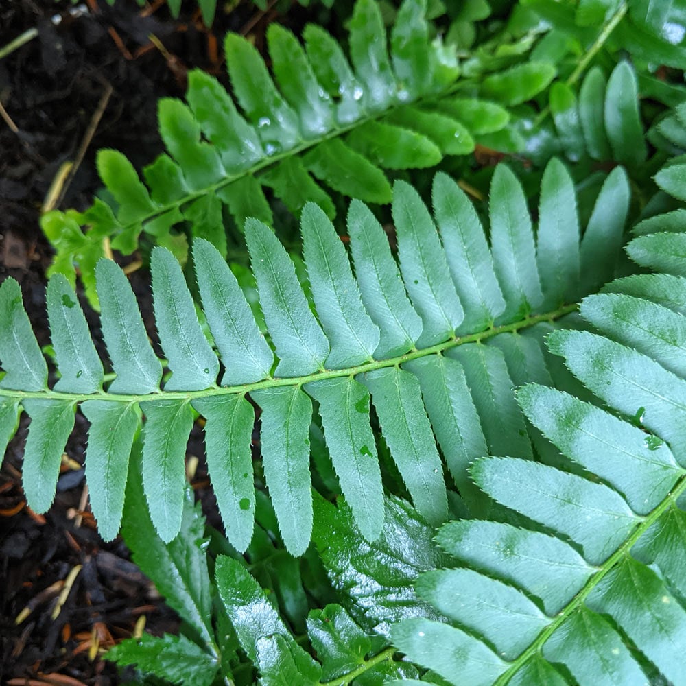 Polystichum acrostichoides
