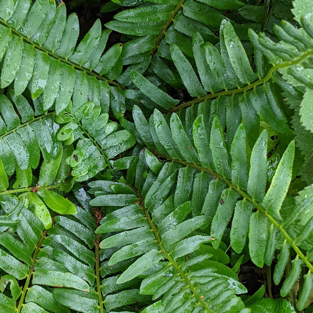 Polystichum acrostichoides