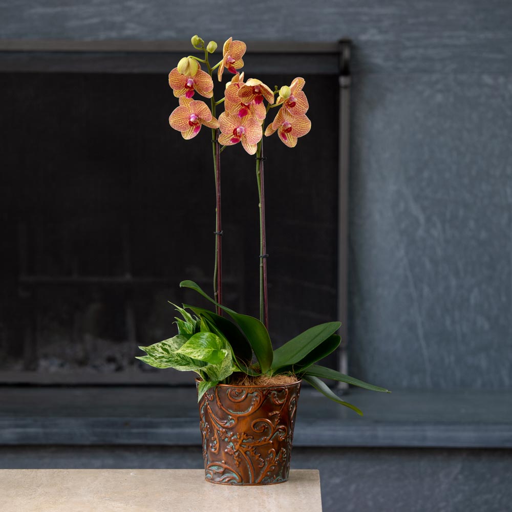 Kaleidoscope Moth Orchid