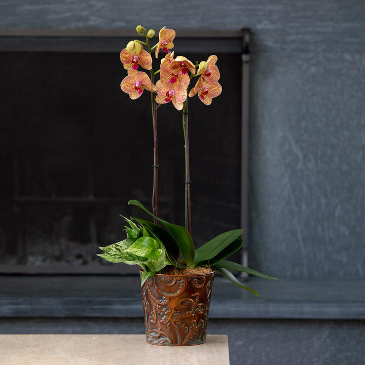 Kaleidoscope Moth Orchid
