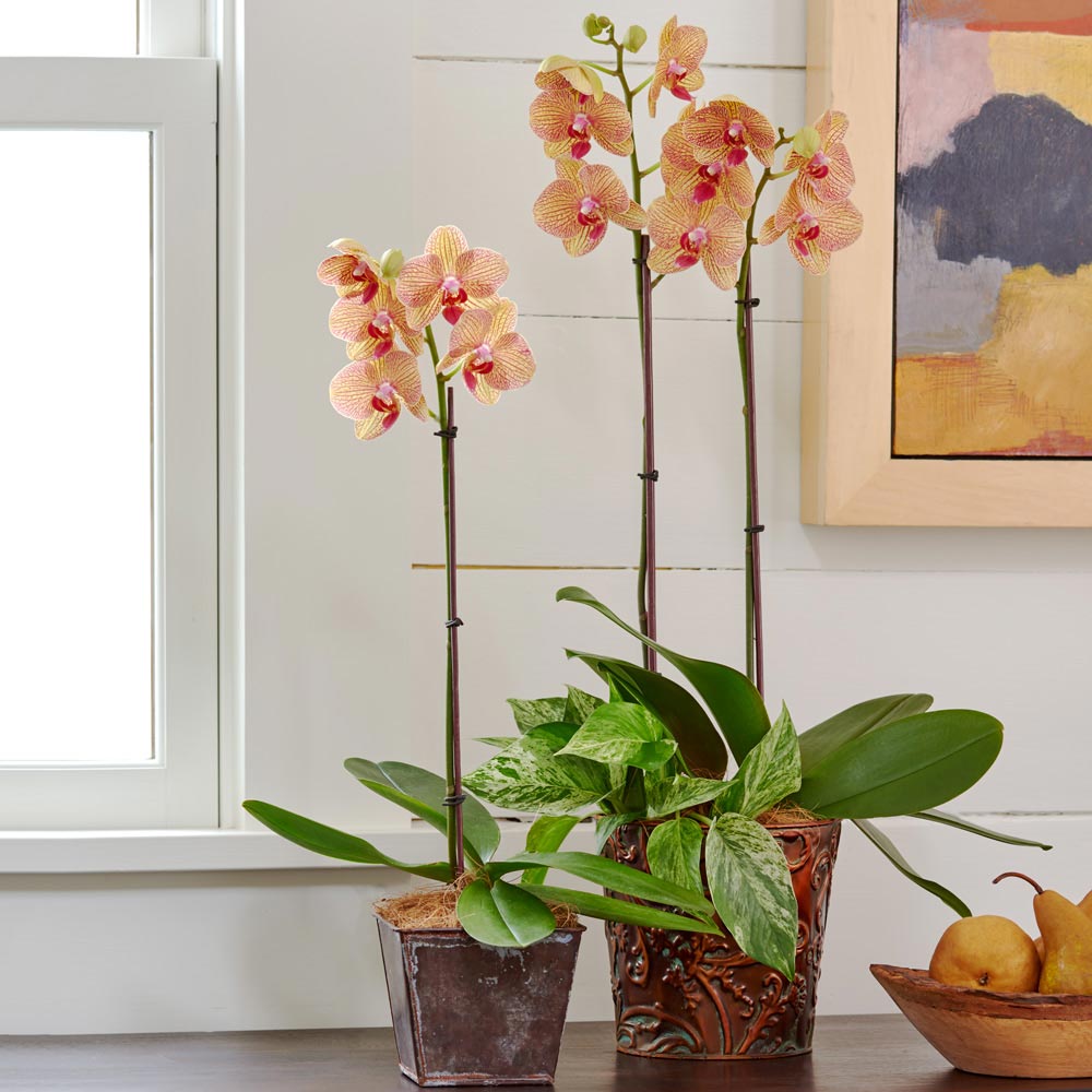 Kaleidoscope Moth Orchid