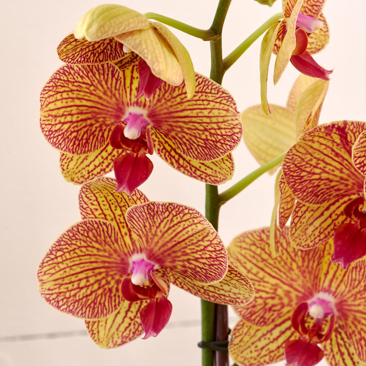 Kaleidoscope Moth Orchid