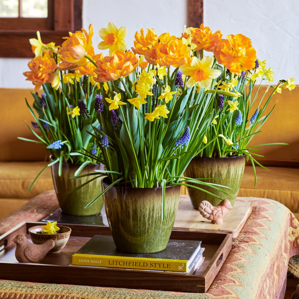 Honeyed Citrus Bulb Garden to 3 Different Addresses - Standard Shipping Included