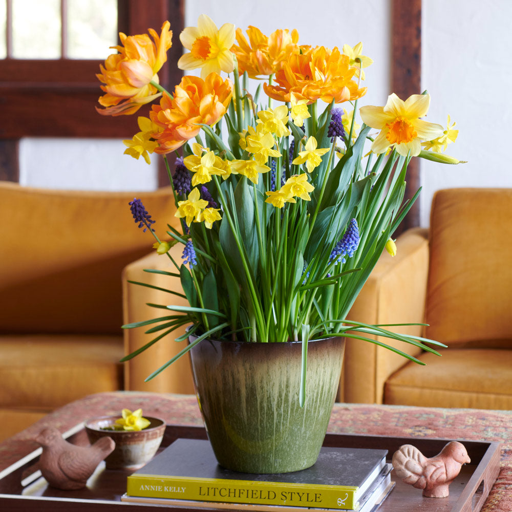 Honeyed Citrus Bulb Garden in medium resin cachepot