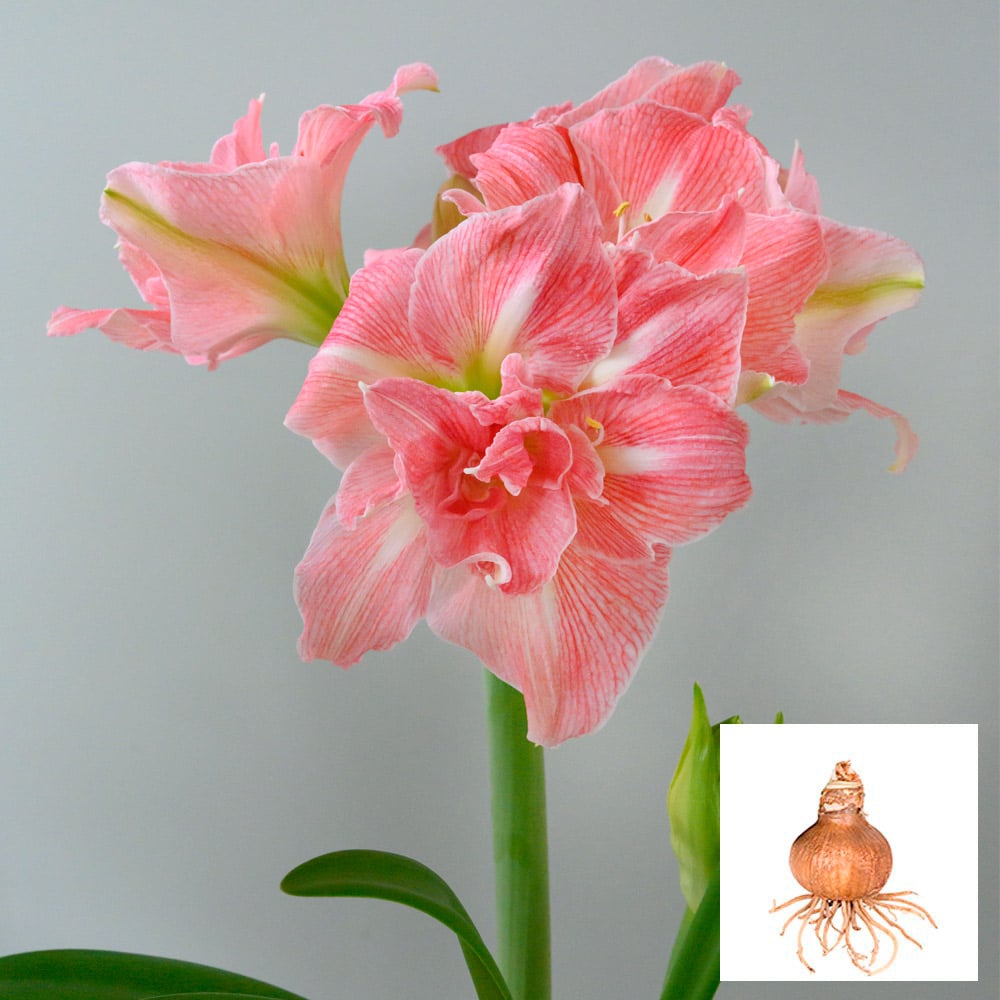 Amaryllis 'Lovely Nymph,' one bulb in linen bag