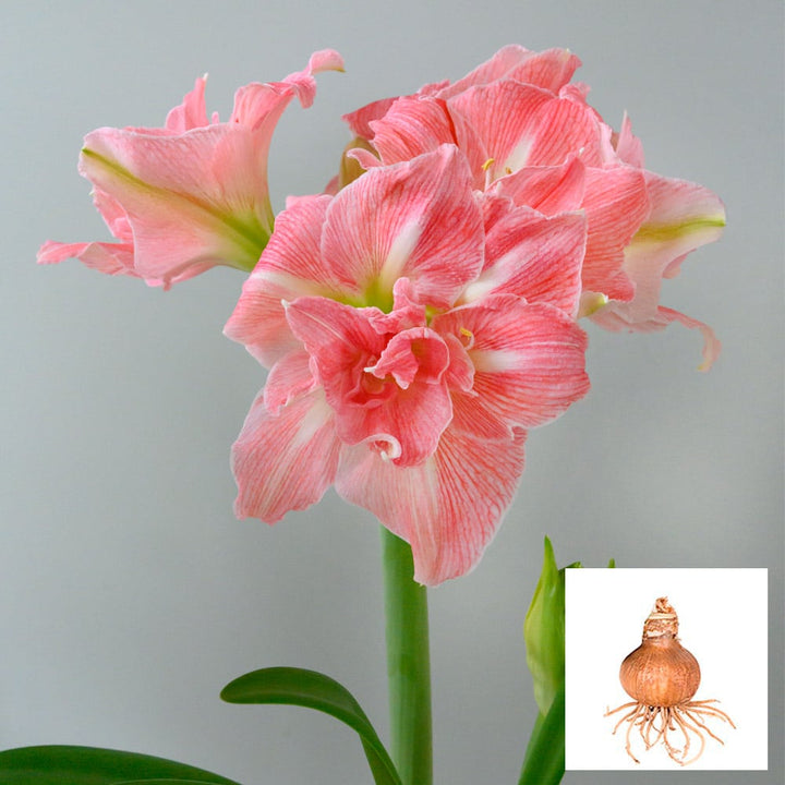 Amaryllis 'Lovely Nymph,' one bulb in linen bag