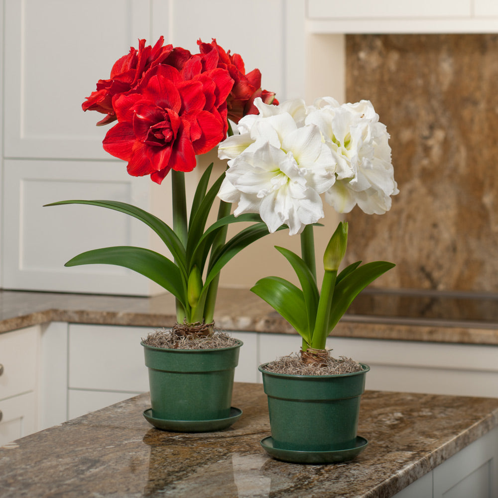 Amaryllis Nymph Duo, two bulbs in nursery pots
