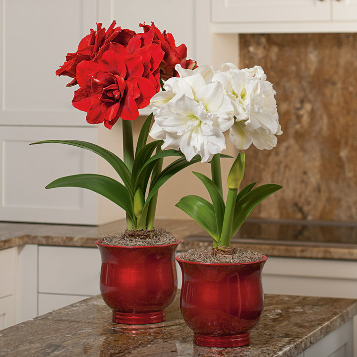 Amaryllis Nymph Duo, two bulbs in cachepots