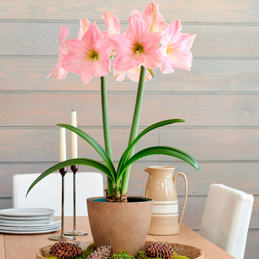 Amaryllis 'Sweet Star,' one bulb in resin cachepot