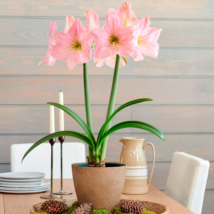 Amaryllis 'Sweet Star,' one bulb in resin cachepot