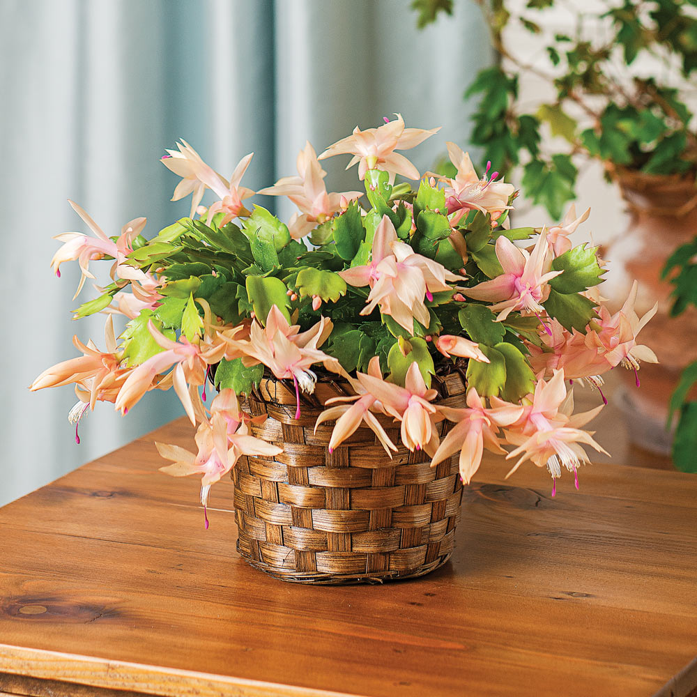 Holiday Cactus 'Limelight Dancer' in woven basket