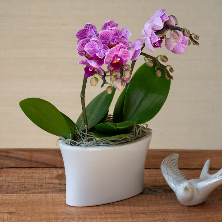 Purple-and-white Mini Moth Orchids in ceramic cachepot