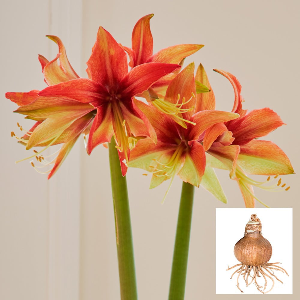 Amaryllis 'Wild Amazone,' one bulb in linen bag