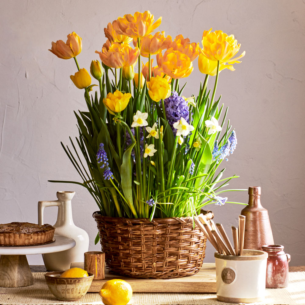 Picnic in Provence Bulb Garden in large woven basket