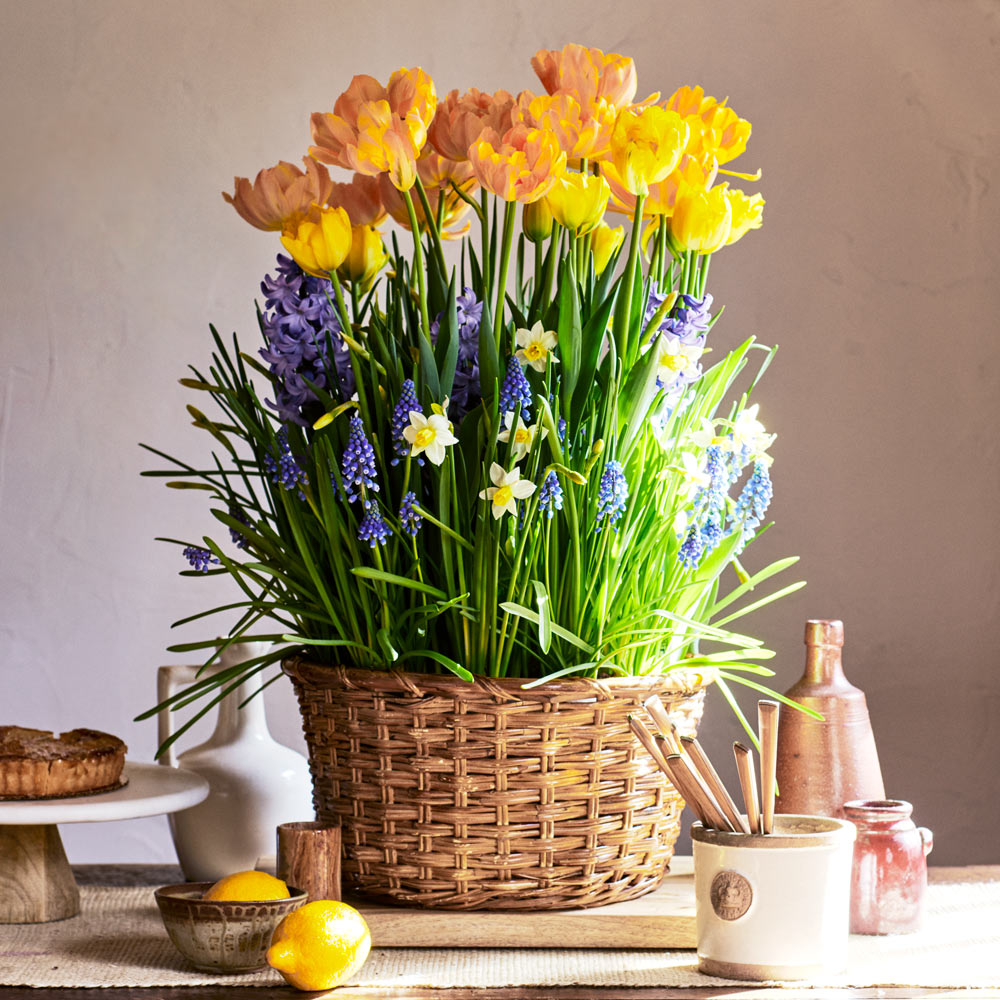 Picnic in Provence Bulb Garden in X-large woven basket