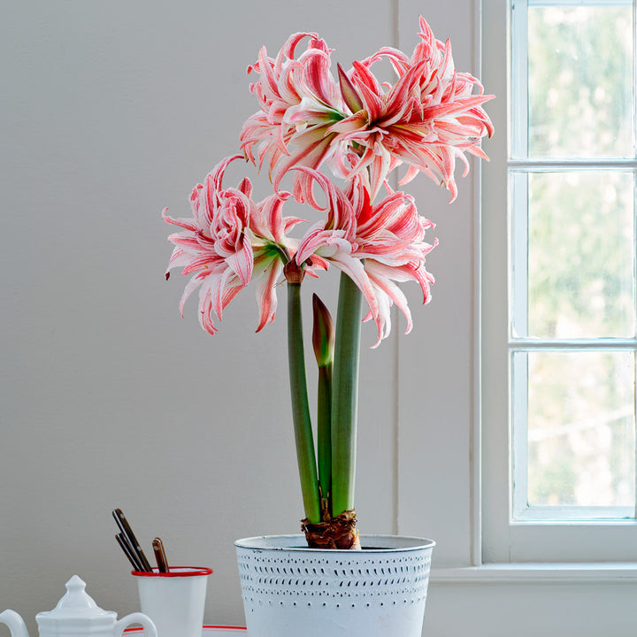 Amaryllis 'Doublet,' one bulb in white metal cachepot