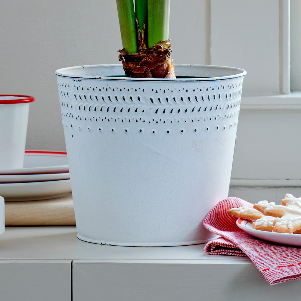 Amaryllis 'Doublet,' one bulb in white metal cachepot