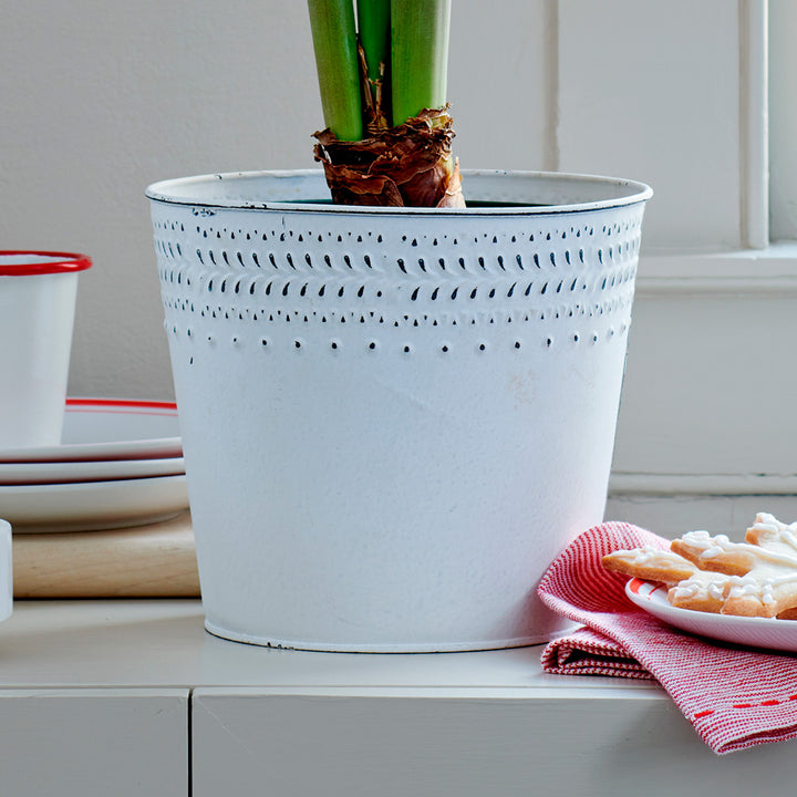 Amaryllis 'Doublet,' one bulb in white metal cachepot