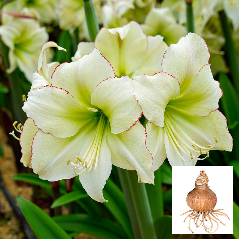 Amaryllis 'Lemon Cream,' one bulb in linen bag