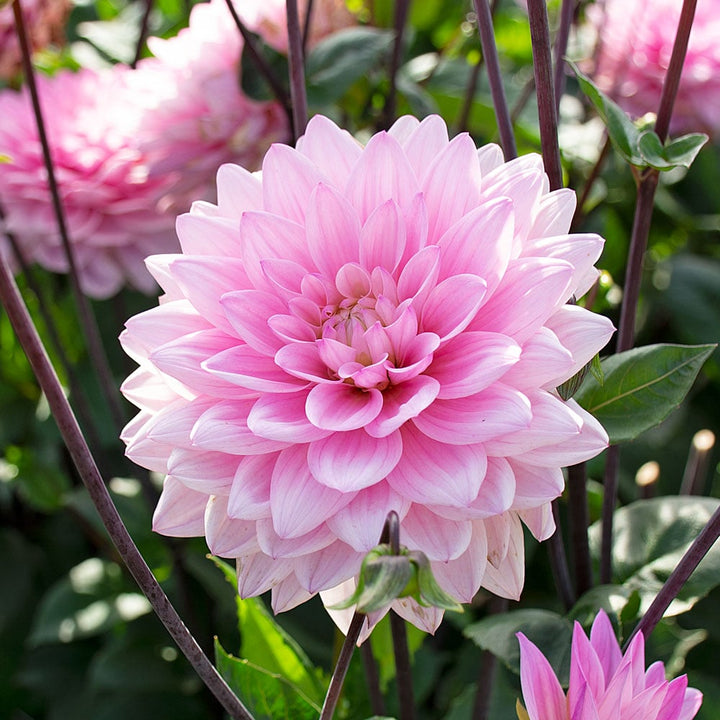 Dahlia 'Karma Prospero'