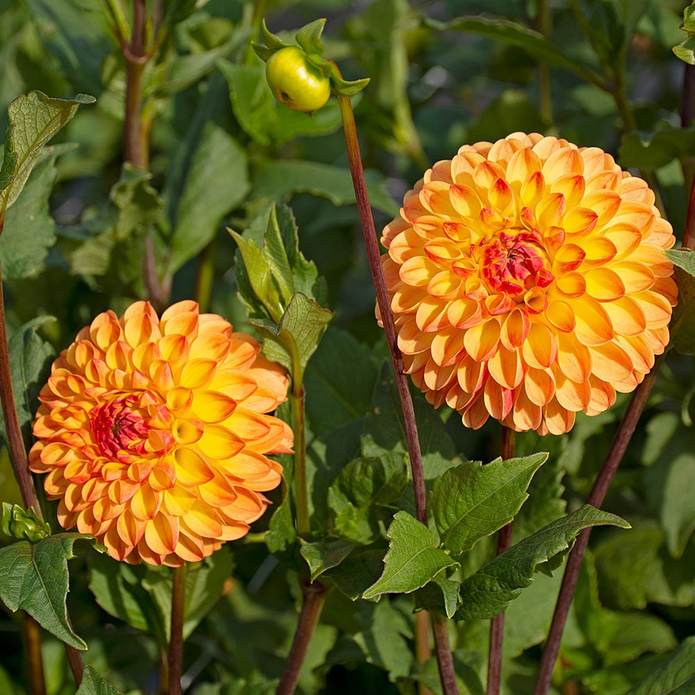 Dahlia 'Jowey Chantal'