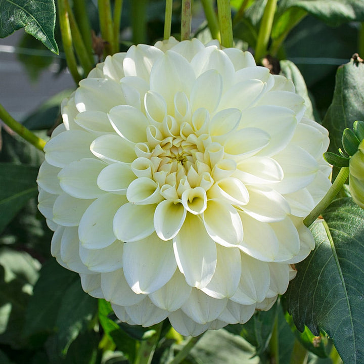 Dahlia 'Caramel Antique'