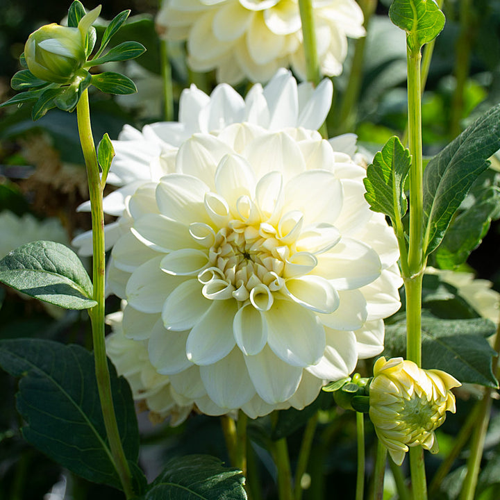 Dahlia 'Caramel Antique'