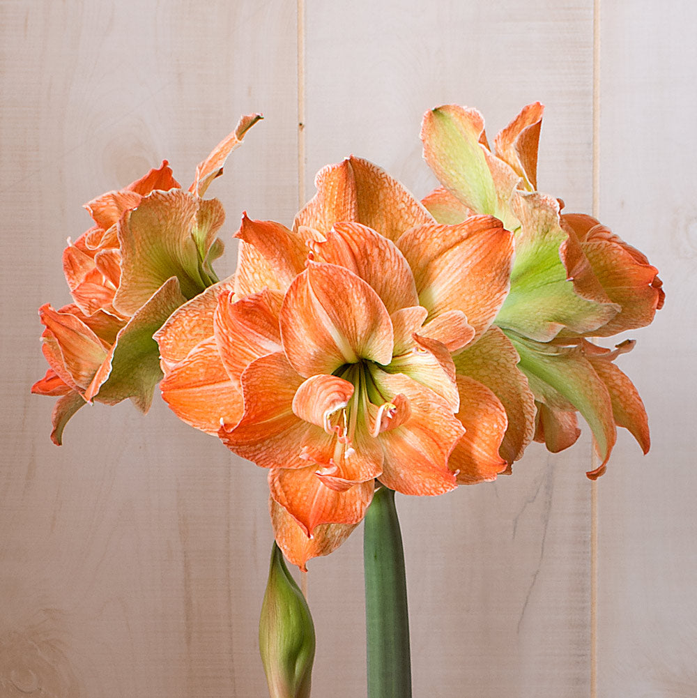 Amaryllis 'Exotic Nymph,' one bulb with Dutch hurricane vase kit