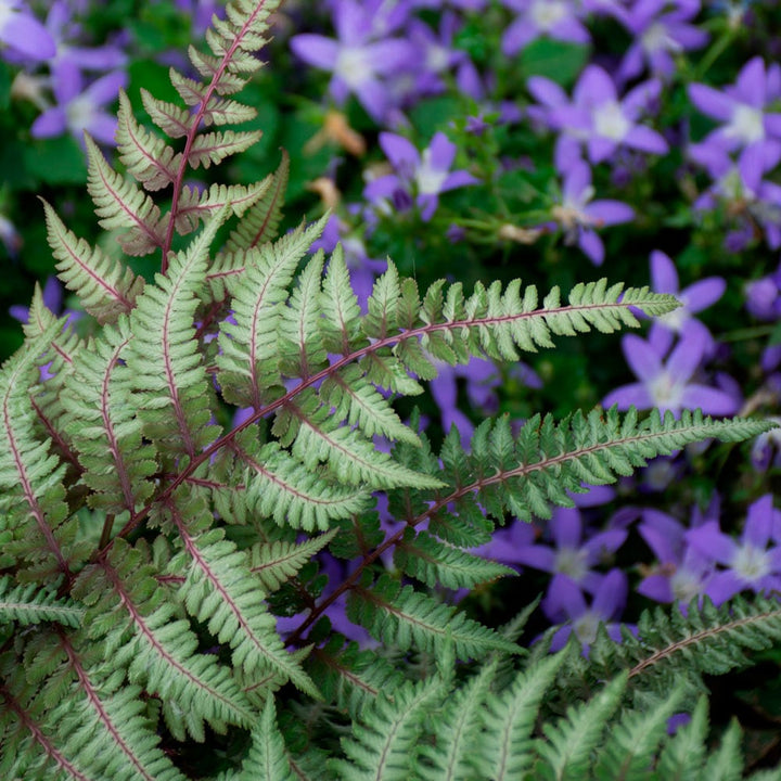 Athyrium niponicum var. pictum